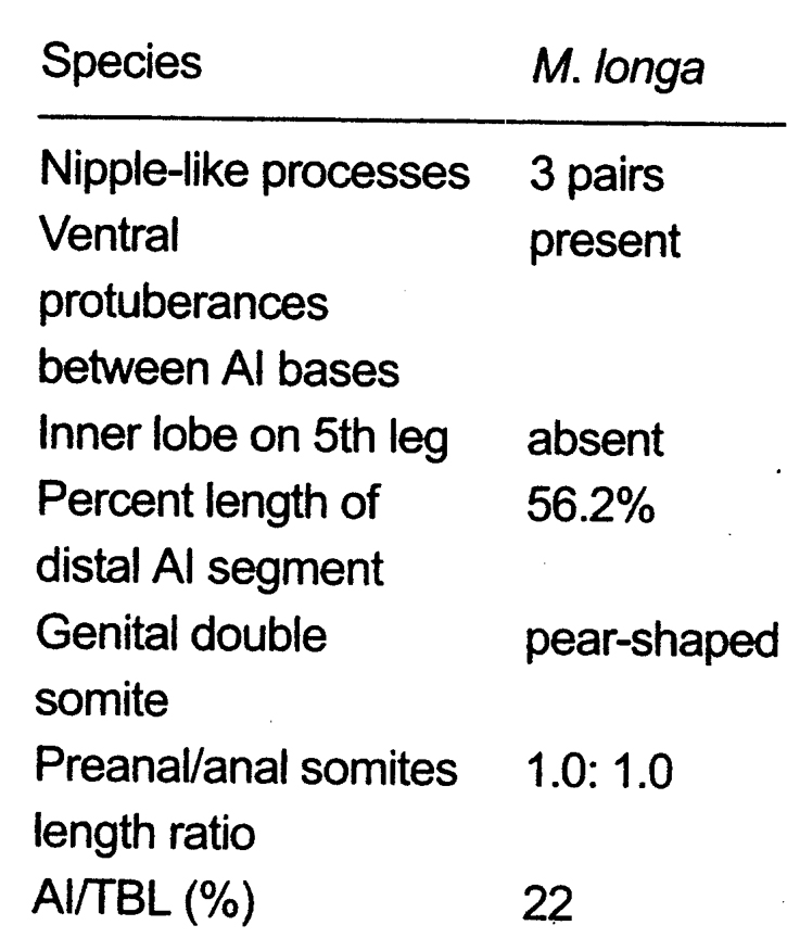 Espce Monstrilla longa - Planche 6 de figures morphologiques