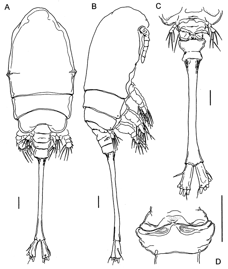 Espce Caribeopsyllus chawayi - Planche 5 de figures morphologiques
