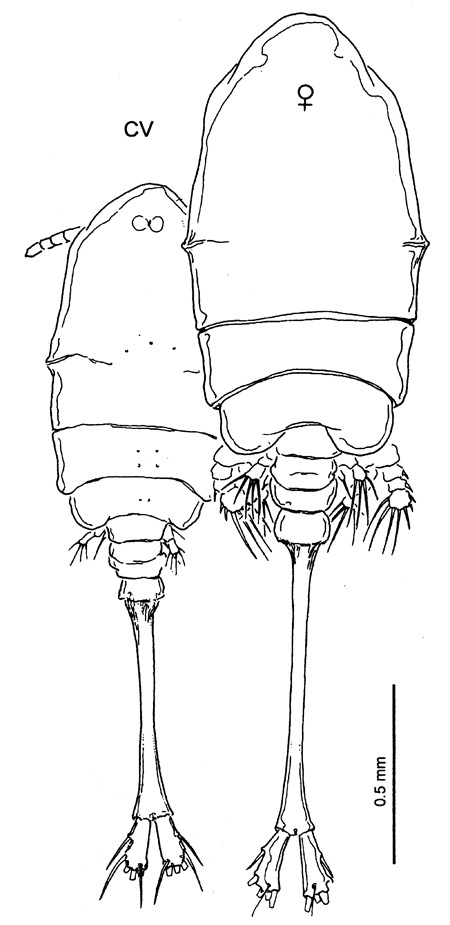 Species Caribeopsyllus chawayi - Plate 6 of morphological figures
