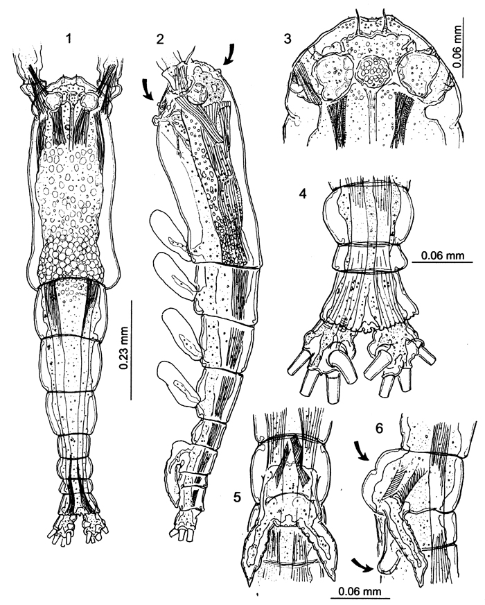 Species Cymbasoma quintanarooense - Plate 10 of morphological figures