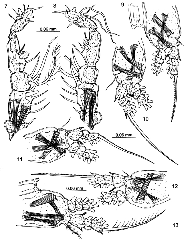 Espce Cymbasoma quintanarooense - Planche 11 de figures morphologiques
