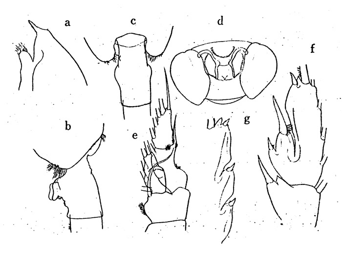 Espce Paraeuchaeta comosa - Planche 4 de figures morphologiques