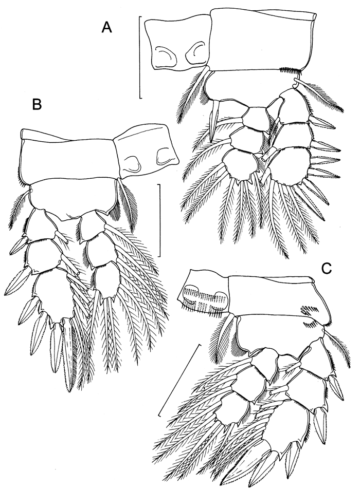 Species Paracycloppina sacklerae - Plate 3 of morphological figures
