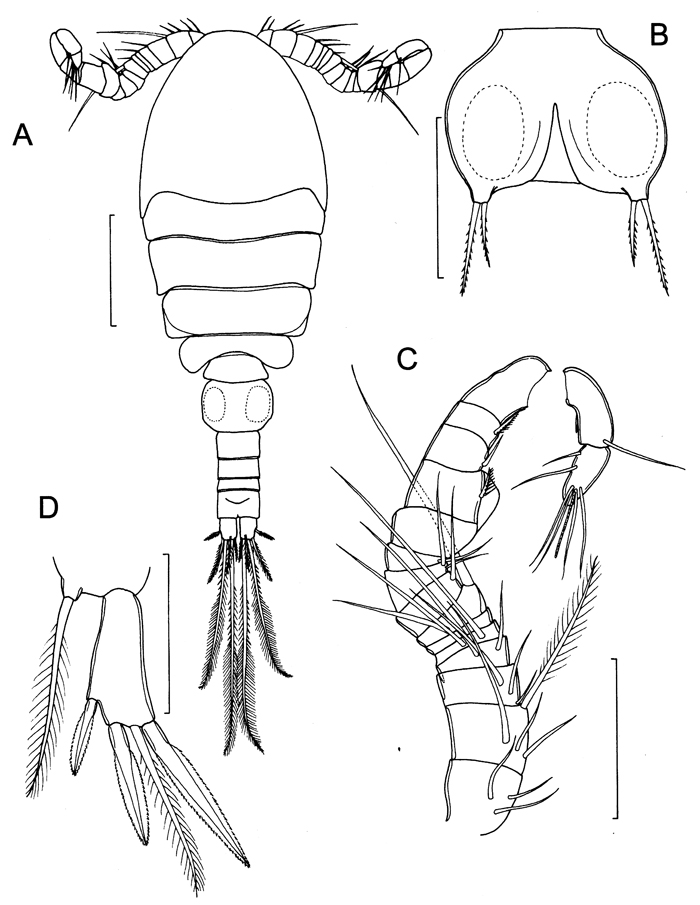 Species Paracycloppina sacklerae - Plate 5 of morphological figures