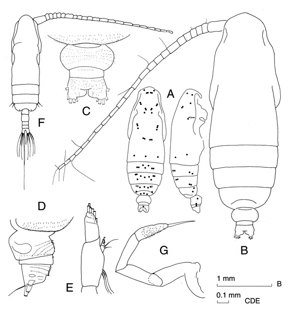 Species Subeucalanus crassus - Plate 1 of morphological figures