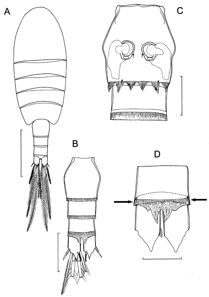 Espce Boholina parapurgata - Planche 1 de figures morphologiques