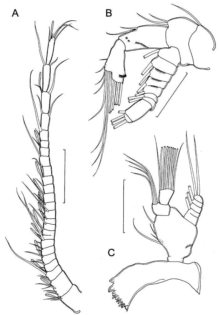 Species Boholina parapurgata - Plate 2 of morphological figures