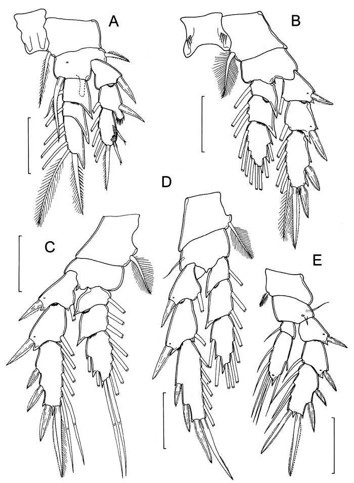 Species Boholina parapurgata - Plate 4 of morphological figures