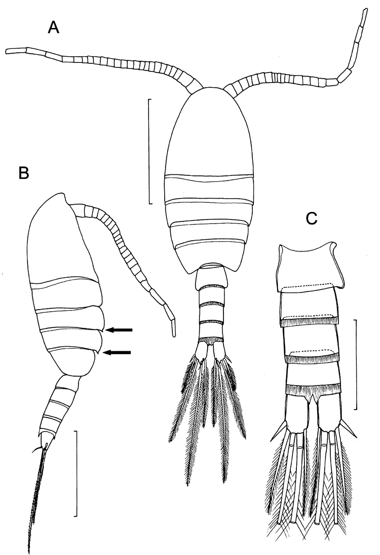Species Boholina parapurgata - Plate 6 of morphological figures