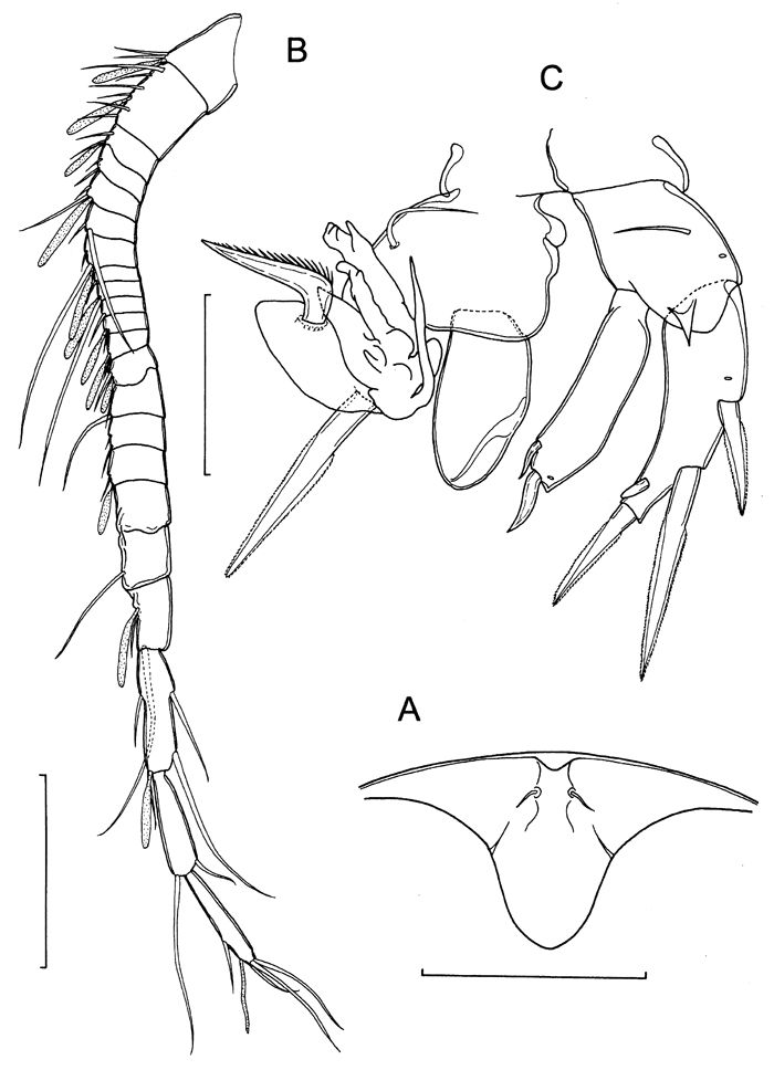 Species Boholina parapurgata - Plate 7 of morphological figures