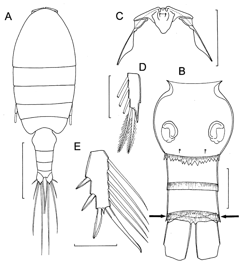 Species Boholina munaensis - Plate 1 of morphological figures