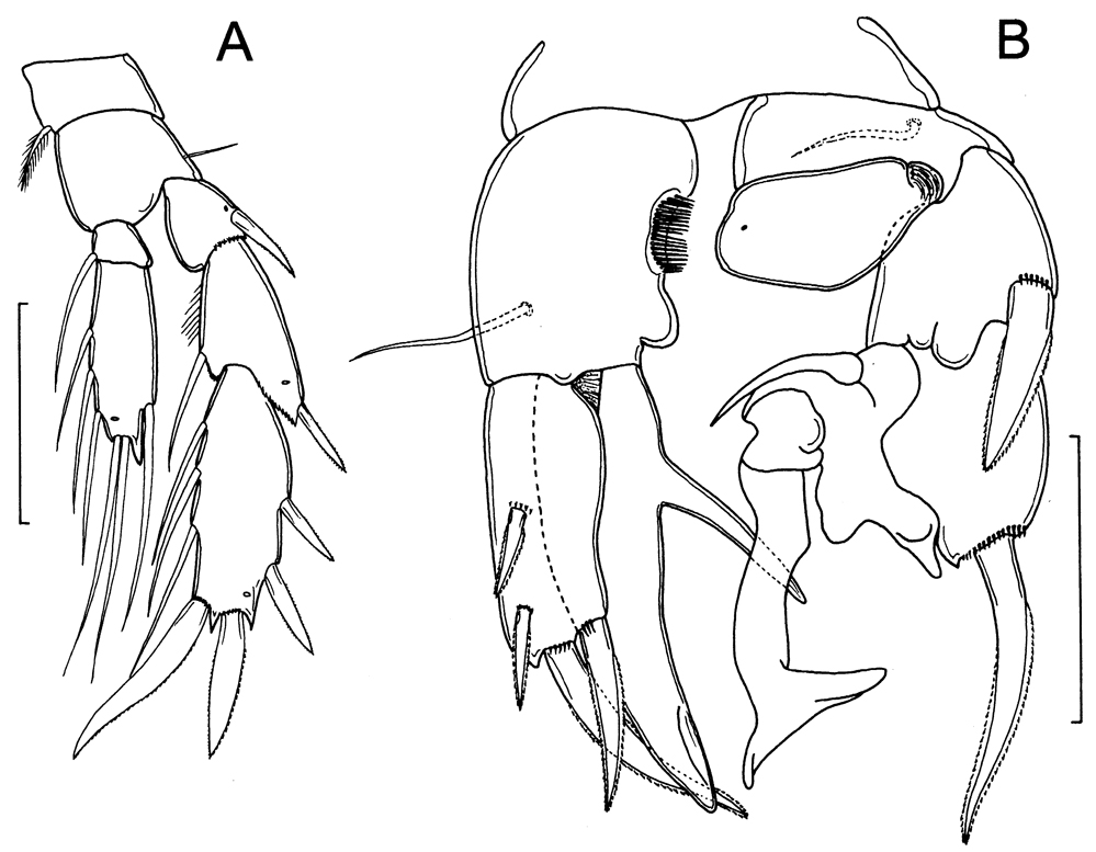 Espce Boholina munaensis - Planche 2 de figures morphologiques