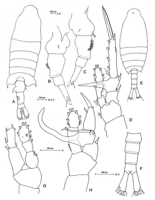 Espèce Centropages brachiatus - Planche 2 de figures morphologiques