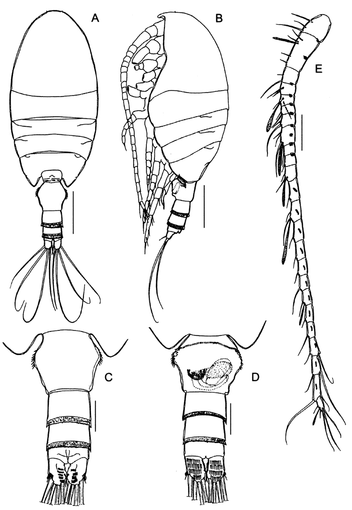 Species Stephos geojinensis - Plate 1 of morphological figures