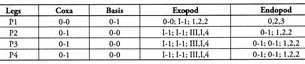 Espce Stephos geojinensis - Planche 4 de figures morphologiques
