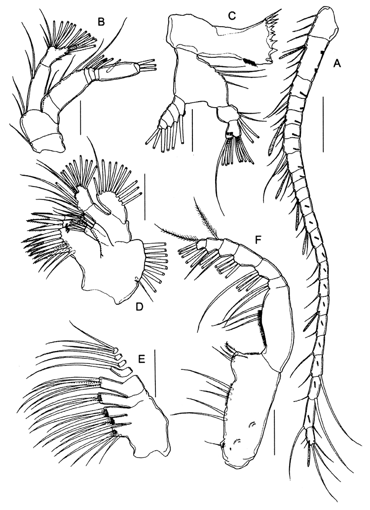 Species Stephos projectus - Plate 2 of morphological figures