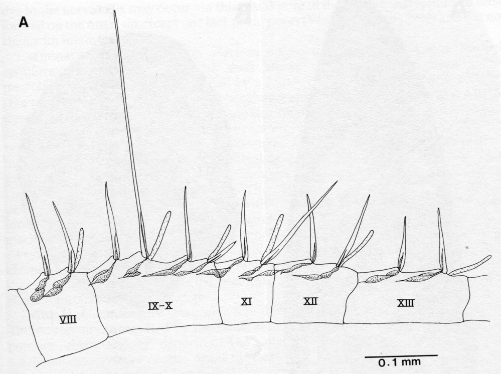 Espce Pleuromamma xiphias - Planche 46 de figures morphologiques