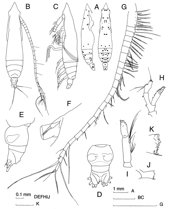 Espèce Subeucalanus longiceps - Planche 1 de figures morphologiques
