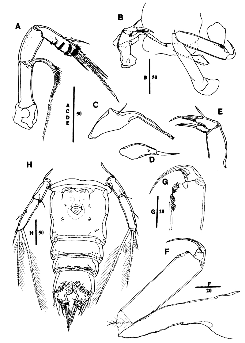 Espèce Goniopsyllus dokdoensis - Planche 2 de figures morphologiques