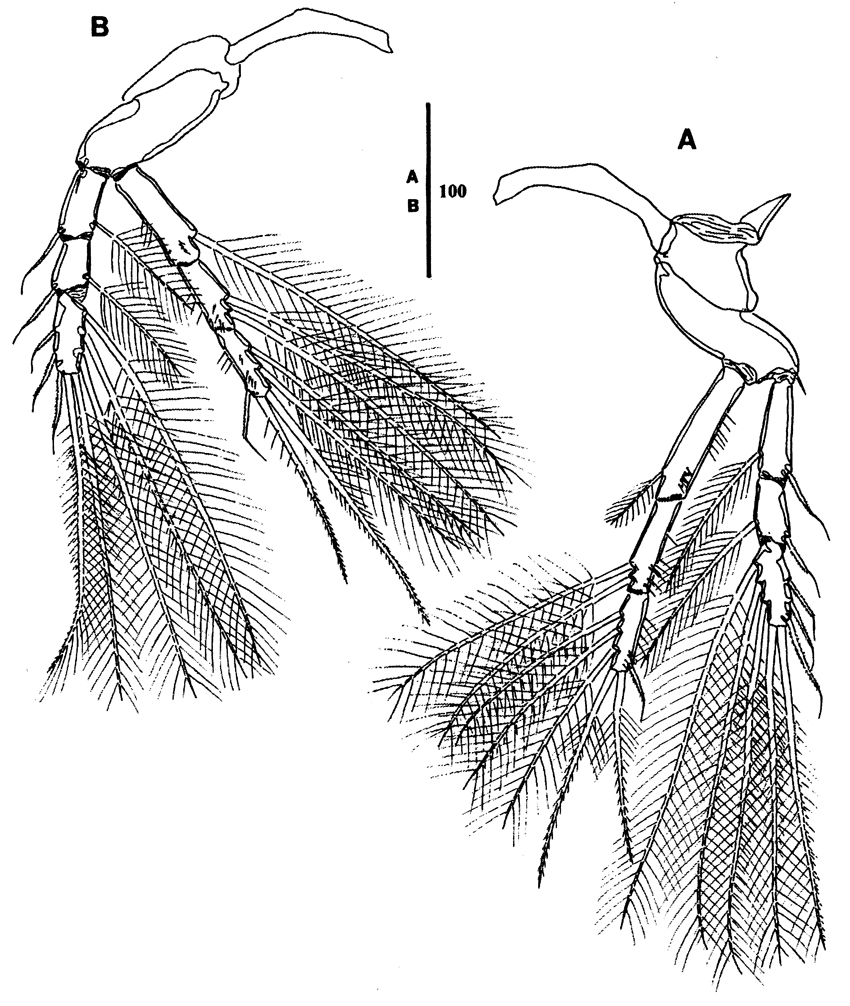 Species Goniopsyllus dokdoensis - Plate 4 of morphological figures