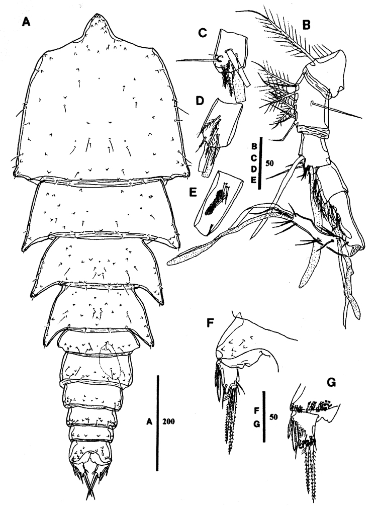 Espèce Goniopsyllus dokdoensis - Planche 6 de figures morphologiques