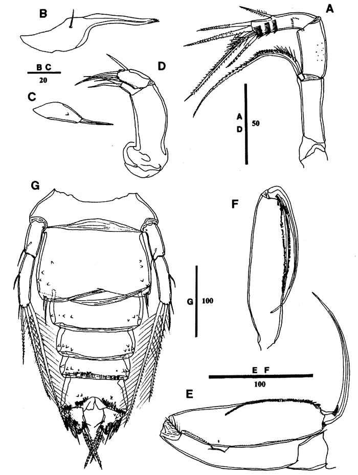 Espèce Goniopsyllus dokdoensis - Planche 7 de figures morphologiques