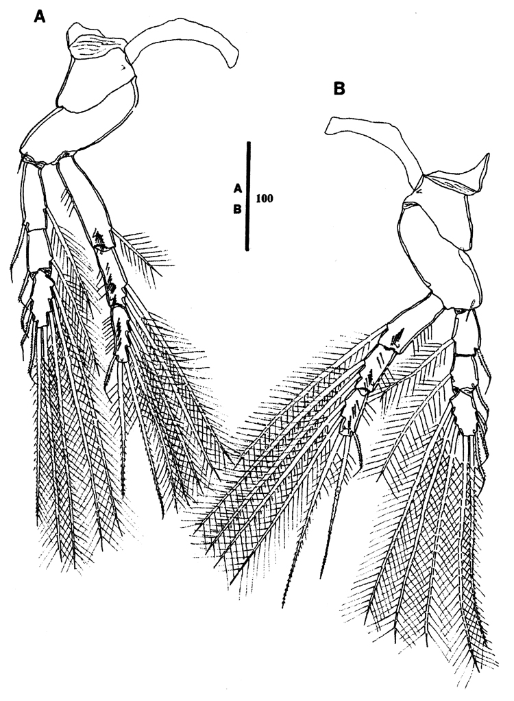 Espèce Goniopsyllus dokdoensis - Planche 9 de figures morphologiques