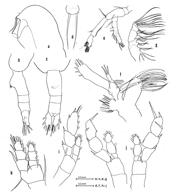 Species Euaugaptilus elongatus - Plate 1 of morphological figures