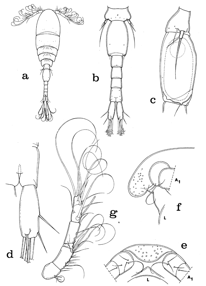 Espce Laitmatobius crinitus - Planche 1 de figures morphologiques