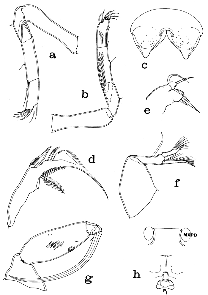 Espce Laitmatobius crinitus - Planche 2 de figures morphologiques