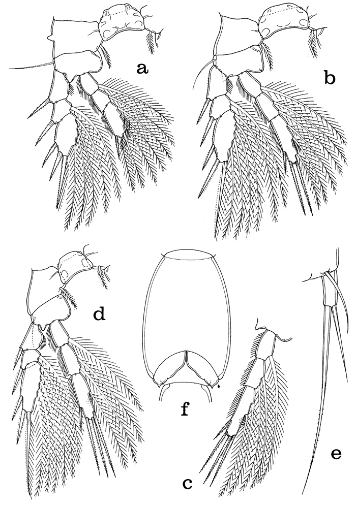 Species Laitmatobius crinitus - Plate 3 of morphological figures