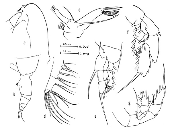 Espce Euaugaptilus facilis - Planche 3 de figures morphologiques
