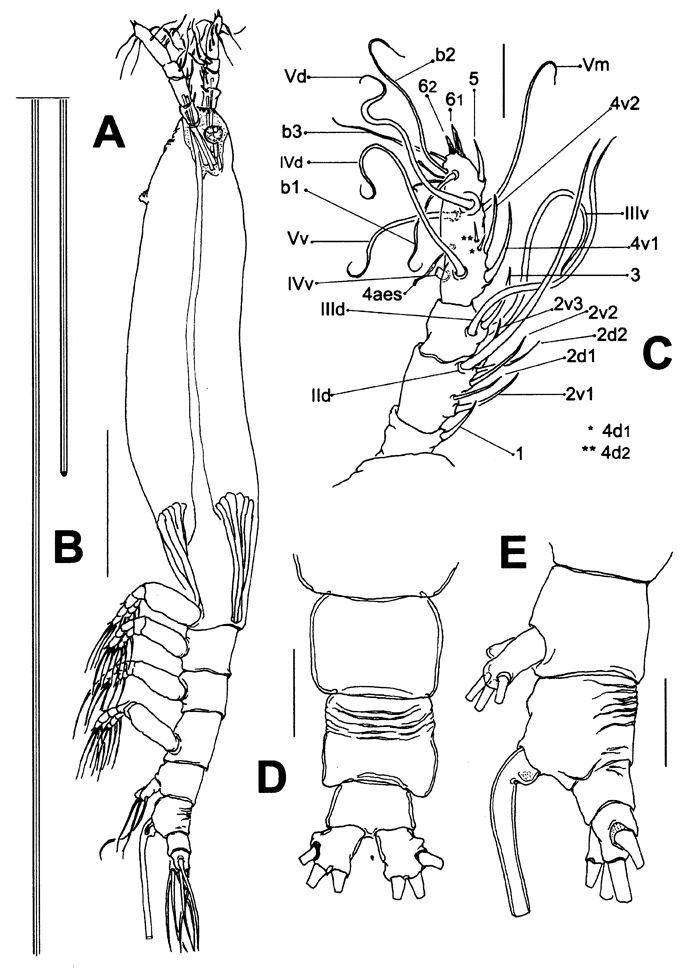 Species Cymbasoma sinopense - Plate 1 of morphological figures