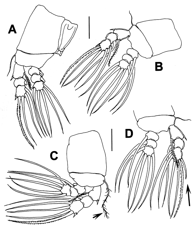 Species Cymbasoma sinopense - Plate 3 of morphological figures