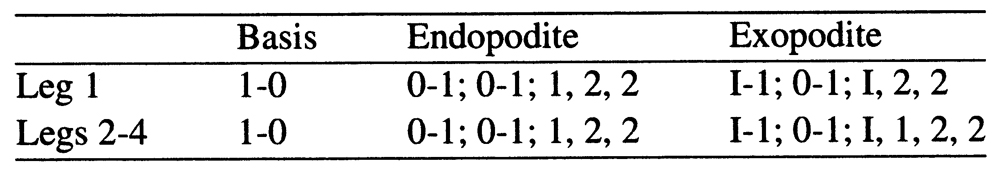 Espce Cymbasoma sinopense - Planche 4 de figures morphologiques