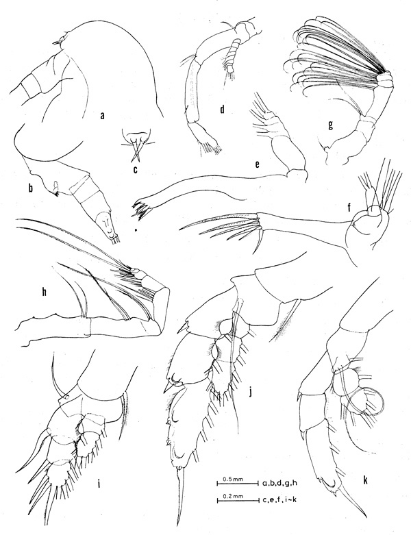 Espce Euaugaptilus fecundus - Planche 1 de figures morphologiques