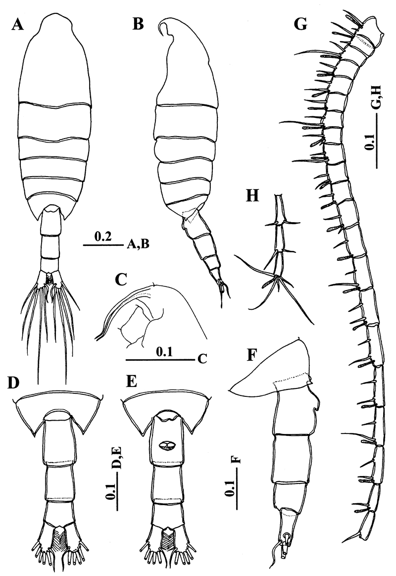 Species Centropages mohamedi - Plate 1 of morphological figures
