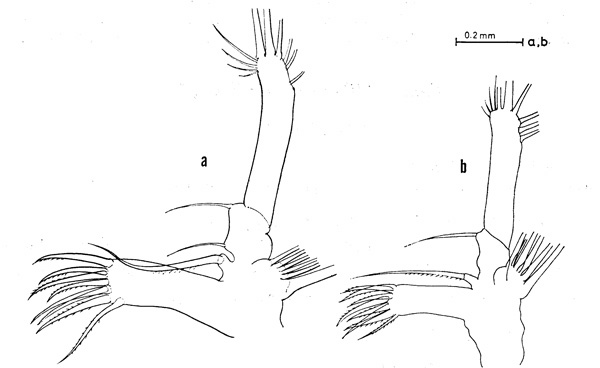 Espèce Euaugaptilus filigerus - Planche 3 de figures morphologiques