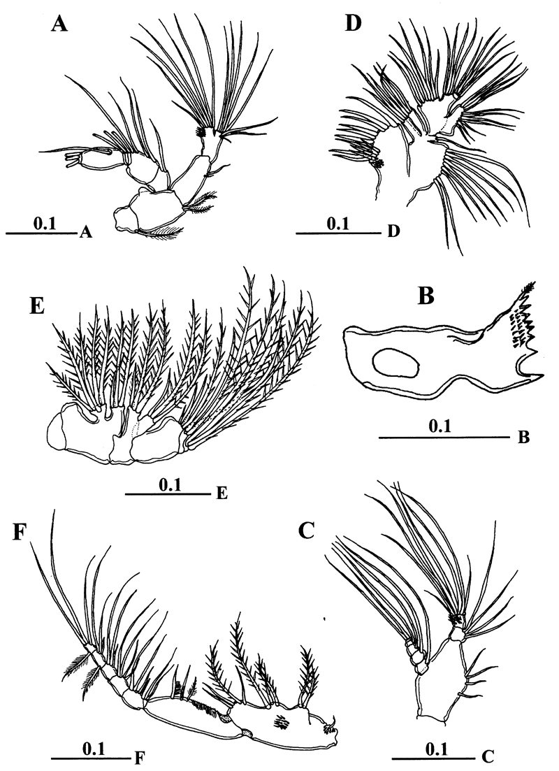 Species Centropages mohamedi - Plate 2 of morphological figures