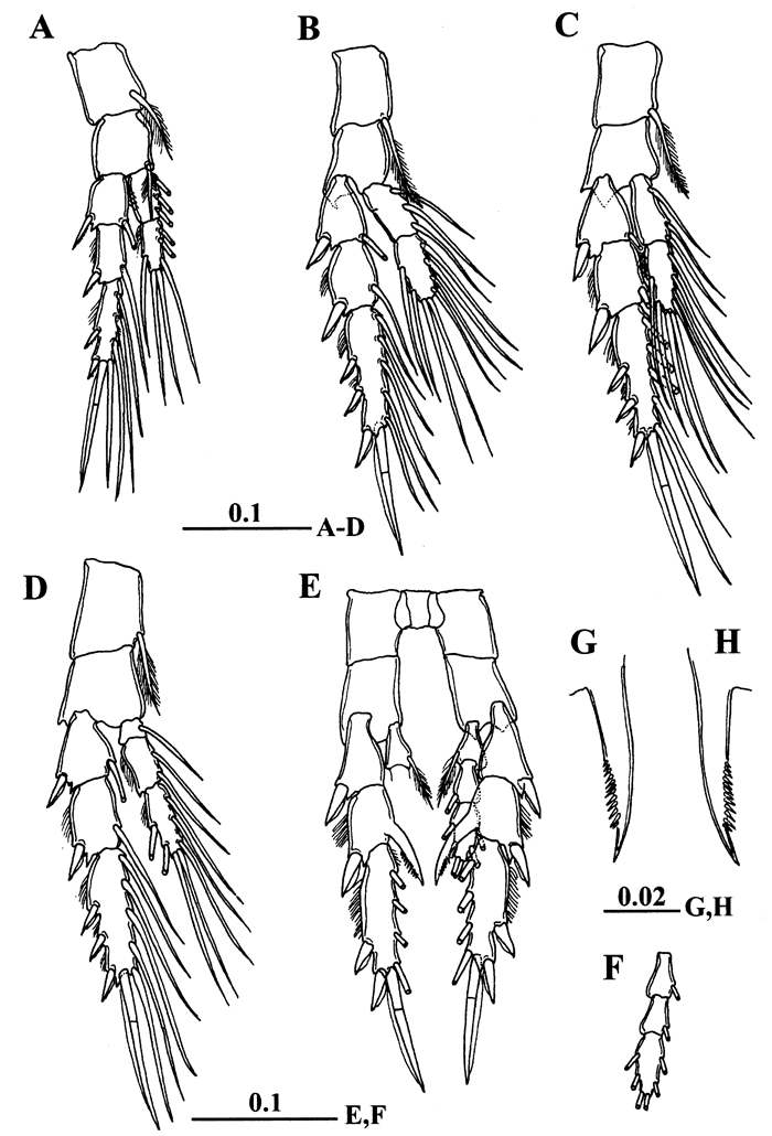 Species Centropages mohamedi - Plate 3 of morphological figures