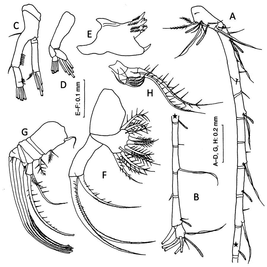 Espce Tortanus (Atortus) andamanensis - Planche 2 de figures morphologiques