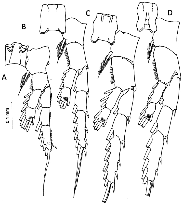 Species Tortanus (Atortus) andamanensis - Plate 3 of morphological figures