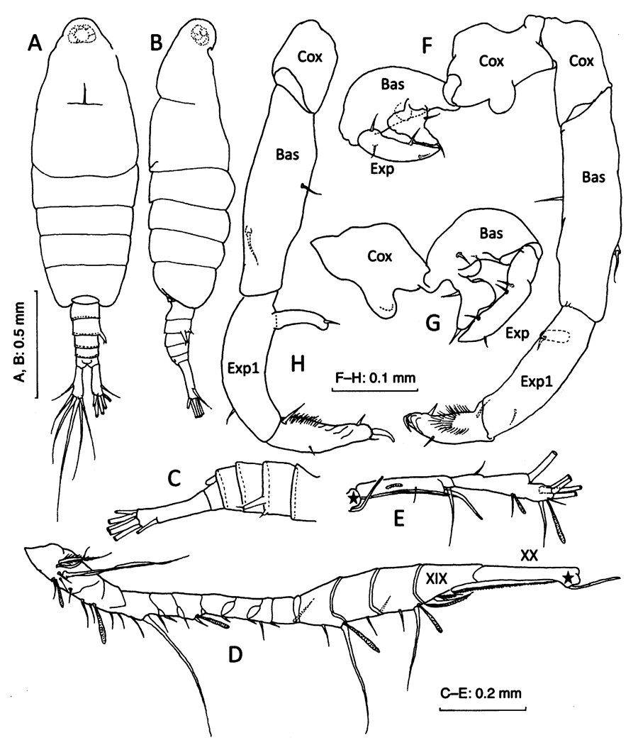 Espce Tortanus (Atortus) andamanensis - Planche 5 de figures morphologiques