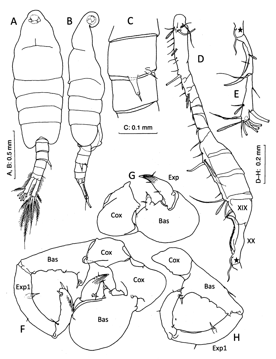 Species Tortanus (Atortus) sigmoides - Plate 1 of morphological figures