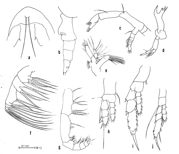 Espèce Euaugaptilus humilis - Planche 2 de figures morphologiques