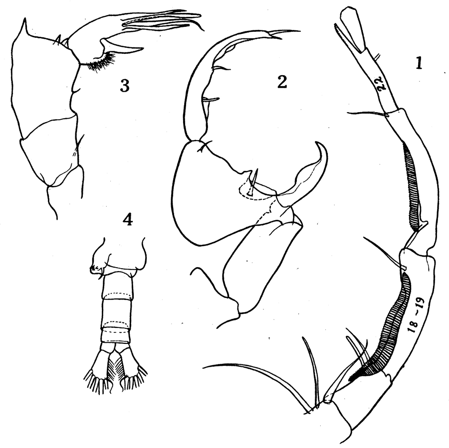 Espèce Labidocera rotunda - Planche 15 de figures morphologiques