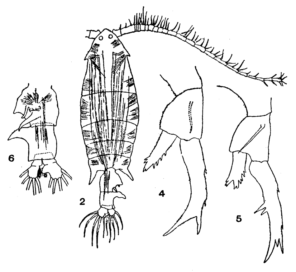 Species Labidocera rotunda - Plate 16 of morphological figures