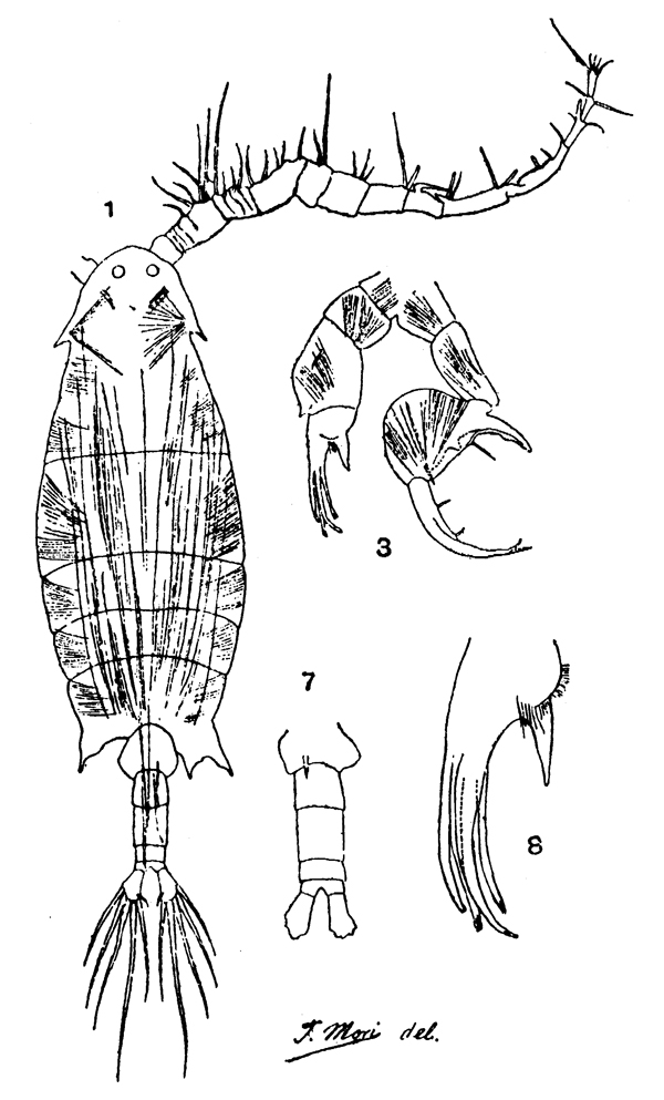 Species Labidocera rotunda - Plate 17 of morphological figures