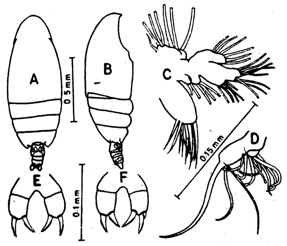 Species Scolecithricella tropica - Plate 3 of morphological figures