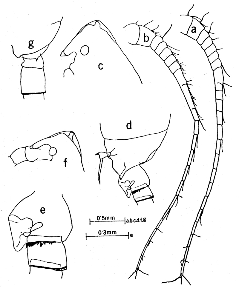Species Scottocalanus securifrons - Plate 26 of morphological figures